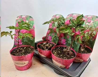P. Peonia L Mix  19/15cm "CC3"