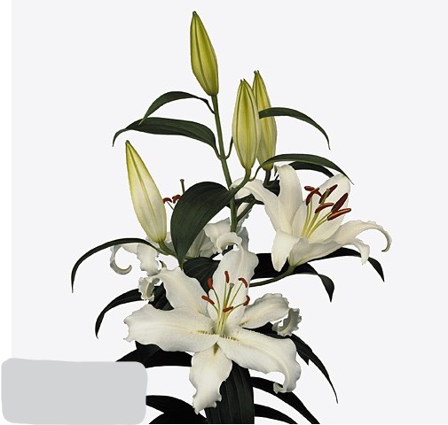 Oriental  Helvetia 85cm 3/4 fl. Bl. (7 Dias - 2)