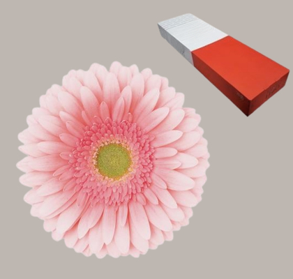 Gerbera Hol. Romella Rs. "T25" (7 Dias - 2)