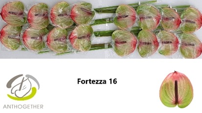 Anthurium Hol. Fortezza 11  "CC16"