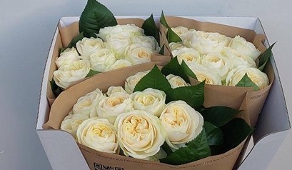 Rosa Hol. Wedding Chapel 60cm
