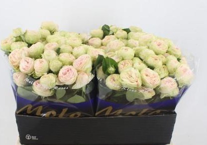 Ramificada Sweet Giselle 70cm