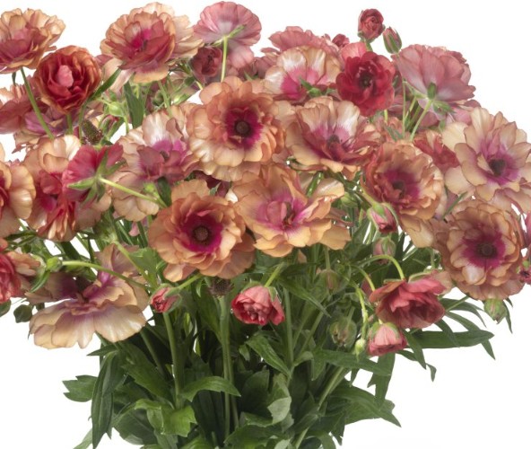 Ranunculos Hol. Butterfly Musa 60cm 55gr "T10"