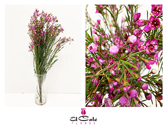 Flor Cera Hol. Purple Pride 70cm 65gr Fuc. "T25"