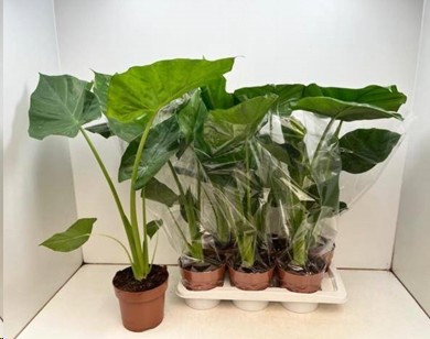 P. Alocasia Macrorrhizos 17/80cm x6