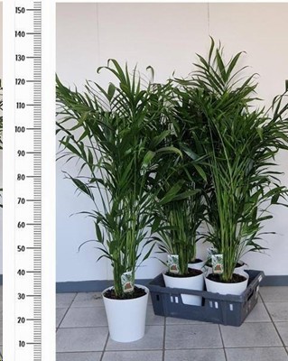 P. Chamaedorea Cataractarum 20/120cm x4