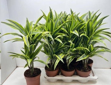 P. Dracena Hol. Lemon Lime 17/65cm 2.P (65/45) x6