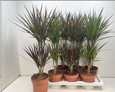 P. Dracena Hol Mix 17/75cm x6  2P
