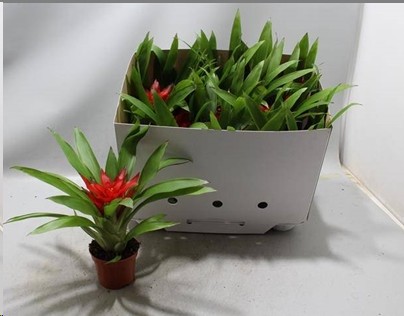 P. Guzmania Blitz 9/25cm "CC11"