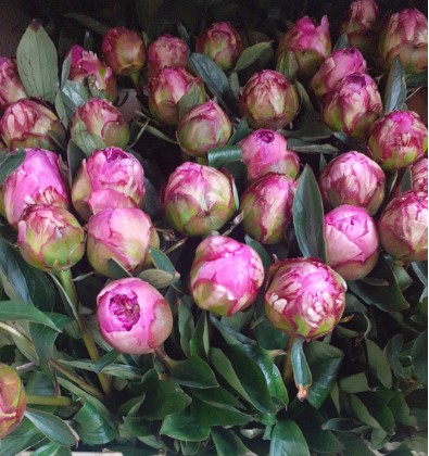 Peonia Monsieur Julie Elie 55cm