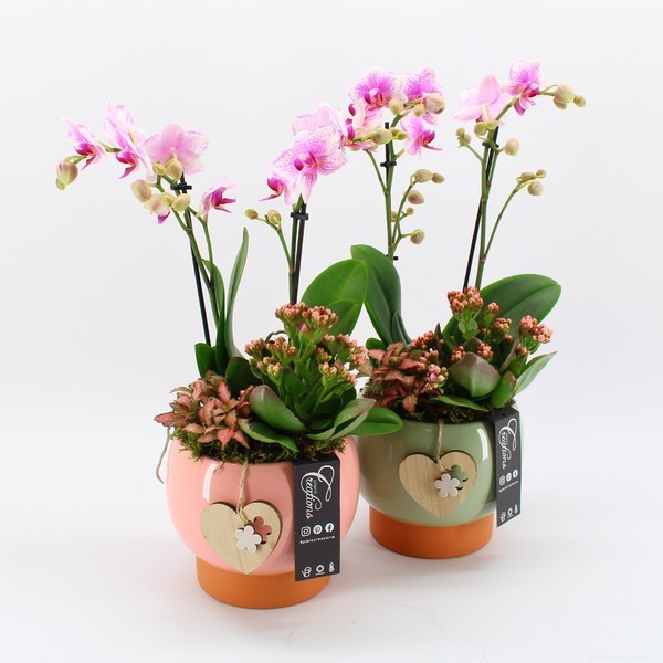 P. Composicin Planta Phalaenopsis Rosa 17/50cm x3