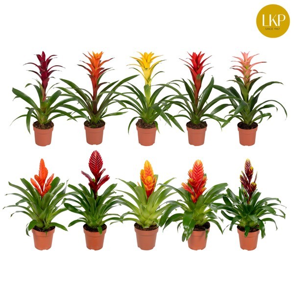 P. Bromelia Mixta 10 Srt 12/45cm x10