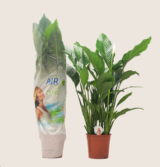 P. Spathyfilium Sweet Sebastian 24/130cm 2F x4