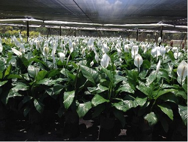 P. Spathyfilium Sweet Silvana 24/100cm 3F x4