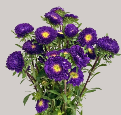 Calistepus Italia Dark Blue 70cm