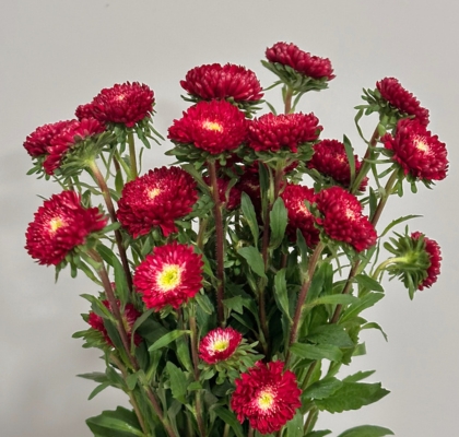 Calistepus Italia Red 70cm