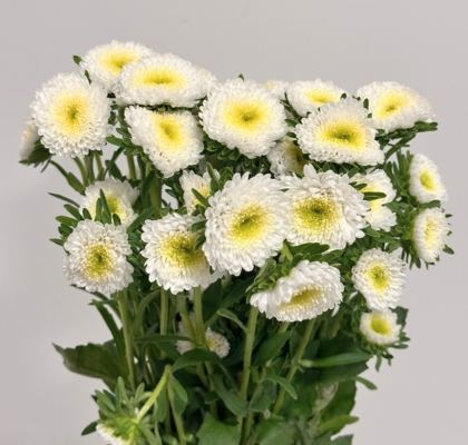 Calistepus Italia White 70cm