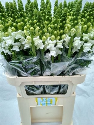 Antirrhinum Italia White 70cm