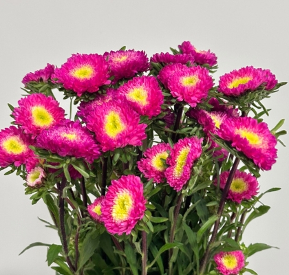 Calistepus Italia Dark Pink 70cm