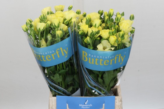 Ranunculos Hol. Butterfly Helios 50cm 45gr "T10"