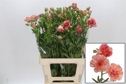 Ranunculos Hol. Butterfly Eris 50cm 45gr "T10"