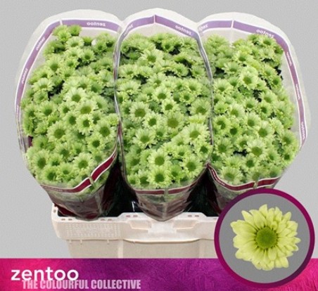 Santini Turtle 45cm 1300gr "T25" Vd.