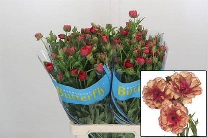 Ranunculos Hol. Butterfly Musa 50cm 45gr "T10"