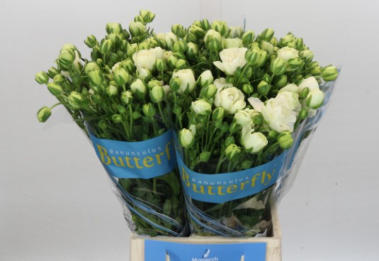 Ranunculos Hol. Butterfly Ninos 50cm 45gr "T10"