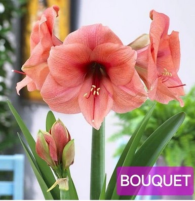 Amaryllis Bouquet "CC12"