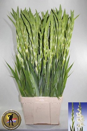 Gladiolo Hol. Grand Prix 110cm (45cm espiga)