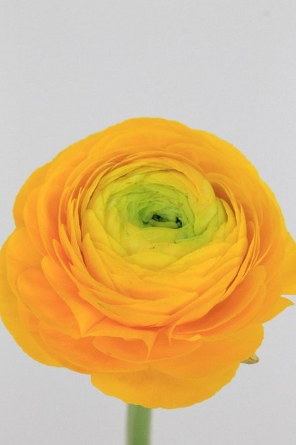 Ranunculos Hol. El Yellow 50cm 40gr