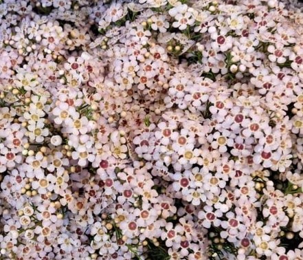 Flor Cera Hol. Jupiter Moon 70cm 50gr. "T25" Rs.