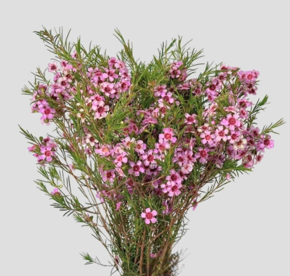 Flor Cera Hol. Purple Pride 50cm 30gr Fuc. "T25"
