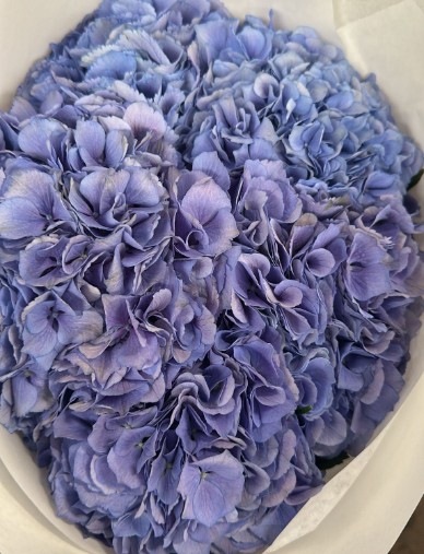 Hortensia Hol. Roy. Salute 60cm 18/20 Azul