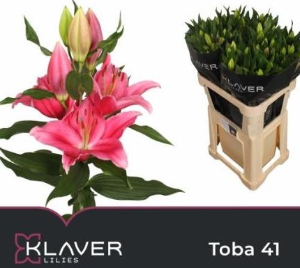 Oriental Hol. Rs. Toba 70cm 3/4 flores