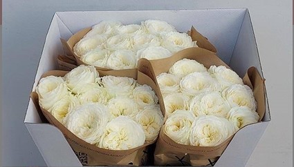 Rosa Hol. Lotti+ 60cm Bl.
