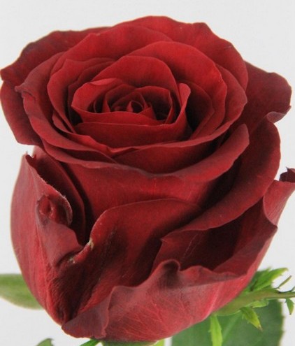 Rosa Hol. Burgundy 70cm