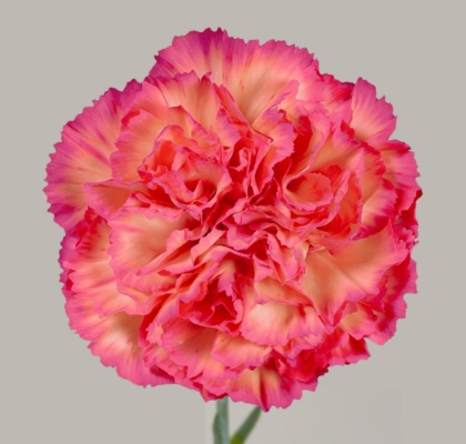 Clavel Col. Standar Jelly Bic.