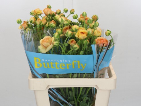 Ranunculos Hol. Butterfly Vestalis 60cm 55gr "T10"