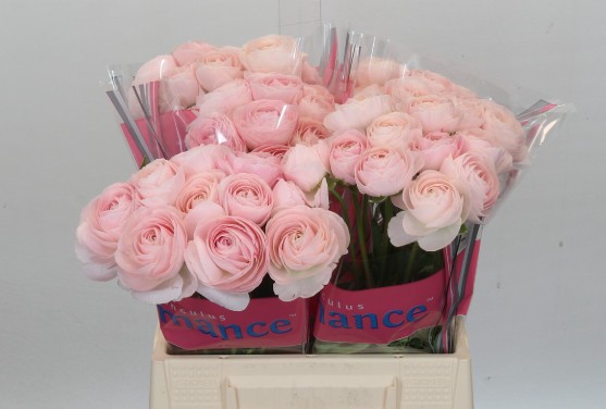 Ranunculos Hol. Romance Ferrand 40cm 35gr