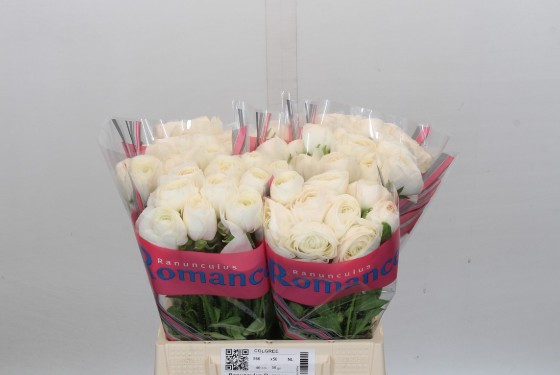 Ranunculos Hol. Romance Montenvers 40cm 35gr