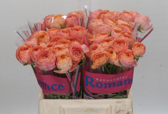 Ranunculos Hol. Romance Nohant 40cm 35gr
