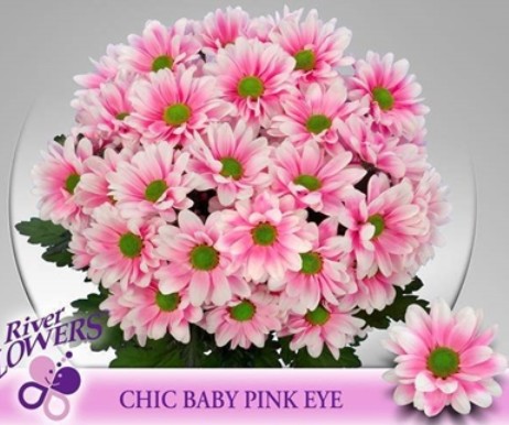 Margarita Hol. Tint. Baby Pink Eye 80gr