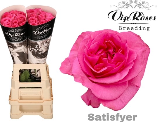 Rosa Hol. Satisfyer 70cm Fresa