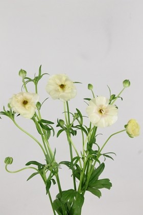 Ranunculos Hol. Butterfly Keramo 50cm 45gr "T10"