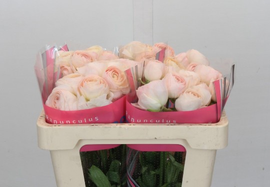 Ranunculos Hol. Romance Maritime 50cm 45gr