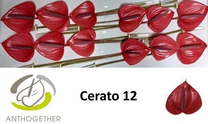 Anthurium Hol. Cerato 13  "CC12"