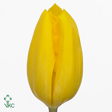 Tulipan Hol. Strong Gold 50cm