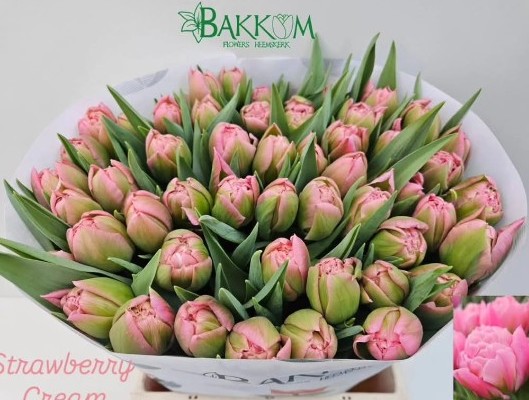 Tulipan Hol. Doble Strawberry Cream 45cm