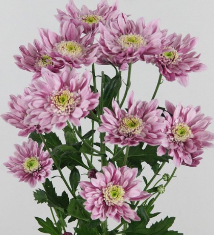 Margarita Hol. Serenity Sweet 70cm 75gr